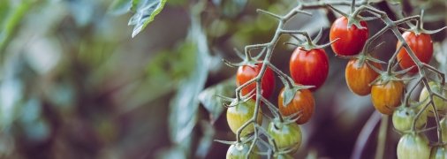 Чем подкормить помидоры в августе - рецепт