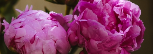 Рецепт отличной подкорми для пионов