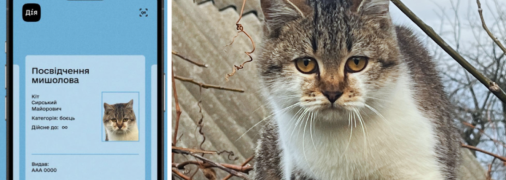 Кот Сырский покорил соцсети