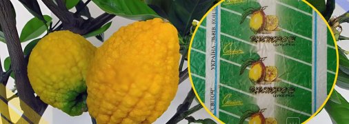 Ілюстративне фото