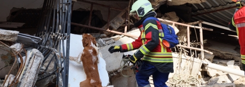 Во время войны к волонтерству присоединяются даже домашние питомцы
