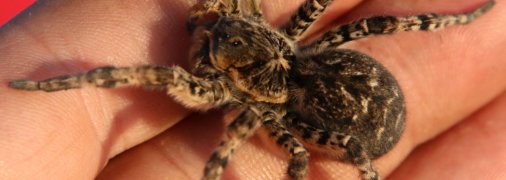 Укус тарантула може викликати сильну алергію