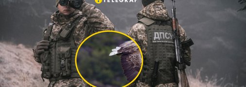 Пограничная служба обнаружила раненого редкого хищника