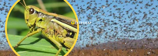 Сарана на півдні України