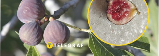 Інжир любить тепло та сонце