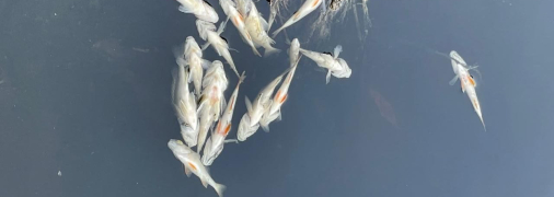 На поверхность выбросило десятки тонн мертвой рыбы
