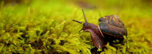 Равлики та слимаки доставляють дачникам масу незручностей