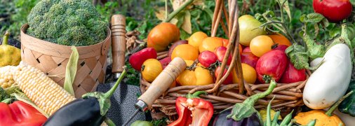 Урожай з городу залежить від якості ґрунту