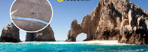 Сельдяной король