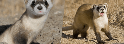 Тхір степовий