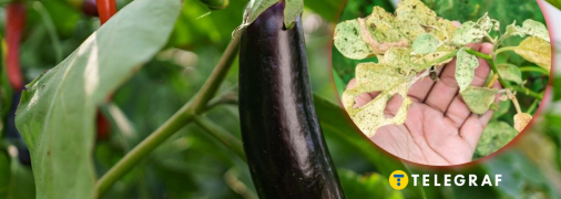 Баклажани порадують новими плодами