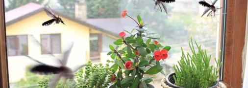 Комары терпеть не могут эти запахи