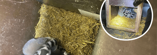 Поляк намагався викрасти з України лемурів: пропонував чималий хабар прикордонникам (фото)