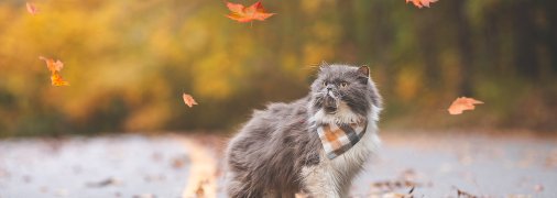 Гороскоп для Овнов, Скорпионов и Козерогов