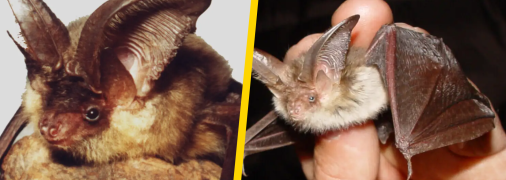 Вухань австрійський