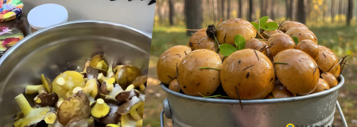 Лісові гриби