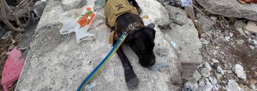 Службова собака Тара