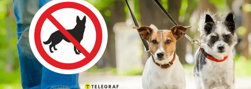 Вигул собак