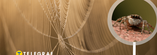 В Україні можна побачити павуків-мігрантів