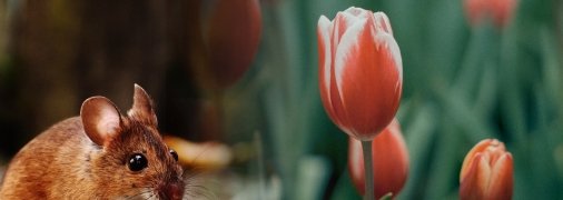 Грызуны даже не подойдут к вашей клумбе