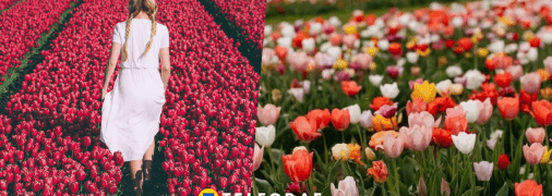 Дівчина та квіти