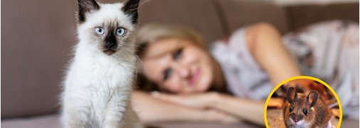 Кот на диване с хозяйкой