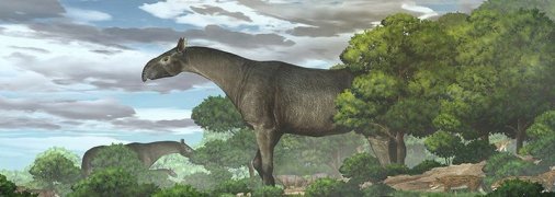 Вище за жирафа: вчені відкрили вид гігантських носорогів