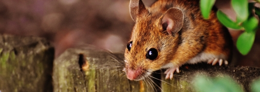 Как вывести крыс из сада - топ-3 метода