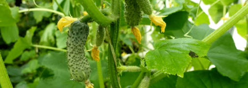 Что делать, когда желтеют огурцы