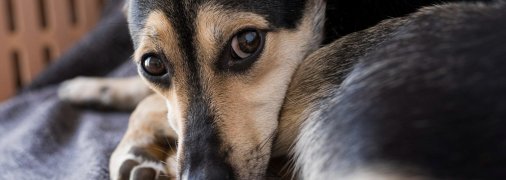 На захист собак стали небайдужі