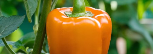 Болгарский перец поразит своим размером при правильном уходе (изображение создано с помощью ИИ)