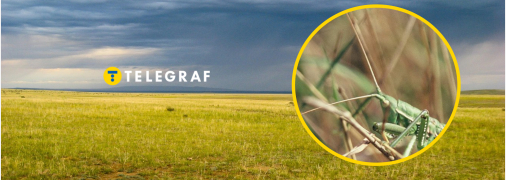 В Україні зникає один із видів комах