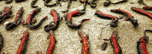 Вода застала животных врасплох, не оставив шанса спастись.