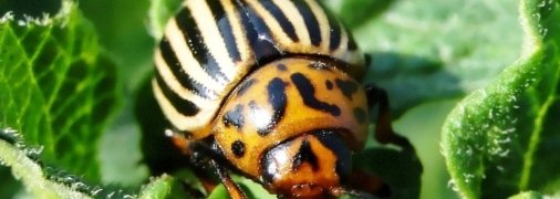 Колорадський жук