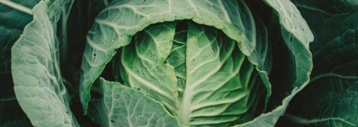 Капуста вимагає правильного догляду (зображення створено за допомогою ШІ)