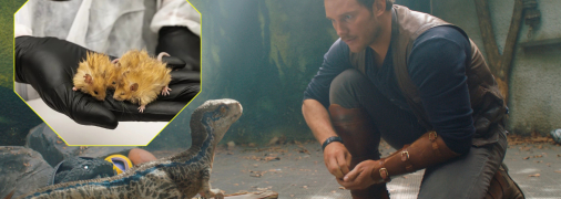 Кадр из фильма "Мир Юрского периода" и настоящие мышемамонты