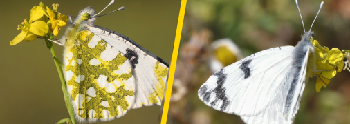 Аврора біла