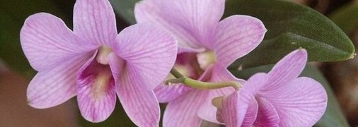 Дендрофаленопсис: уход в домашних условиях