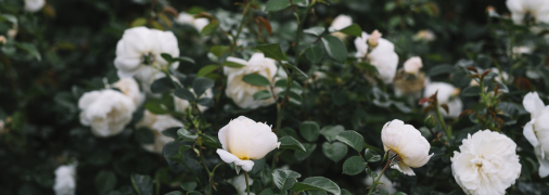 Троянди – прикраса будь-якої ділянки