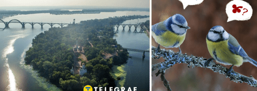 На Дніпропетровщині побачили рідкісного птаха