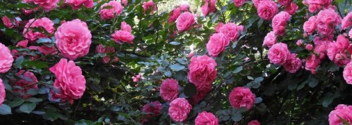 Цветение роз