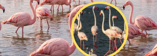 Рожеві фламінго