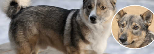 Порода собаки шведский вальхунд