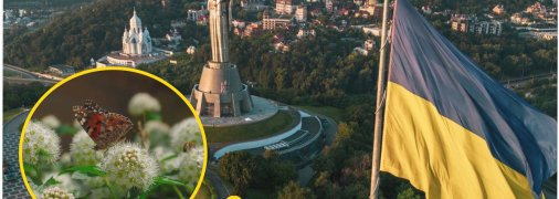 У столиці розмножується рідкісний метелик Поліксен