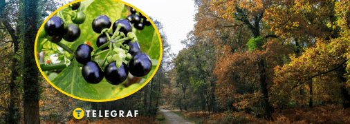 Растение паслен черный