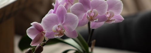Вирощування орхідей – непросте завдання