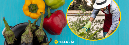 Как увеличить урожай перца и баклажанов