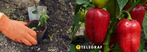 Когда сажать перец в мае 2025 года