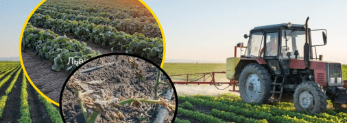 Фермеры жалуются на вред заморозков