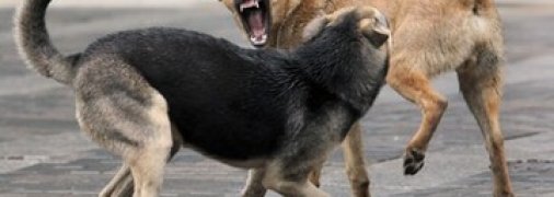 Бродячие псы загрызли итальянку